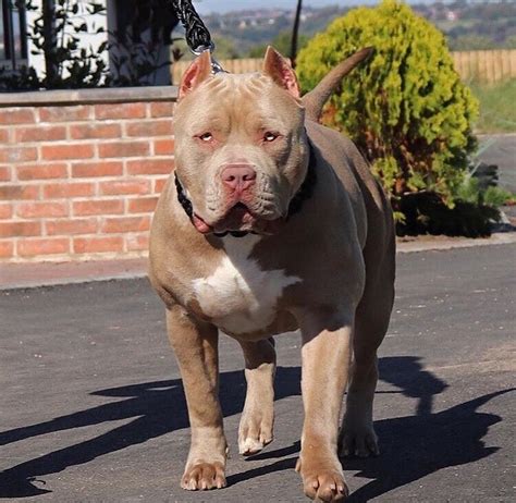 ManMade Kennels pitbull breeder offers a huge variety of healthy and strong American bullies puppies that come from the best of the XXL pitbulls bloodline. . American bully xl for sale